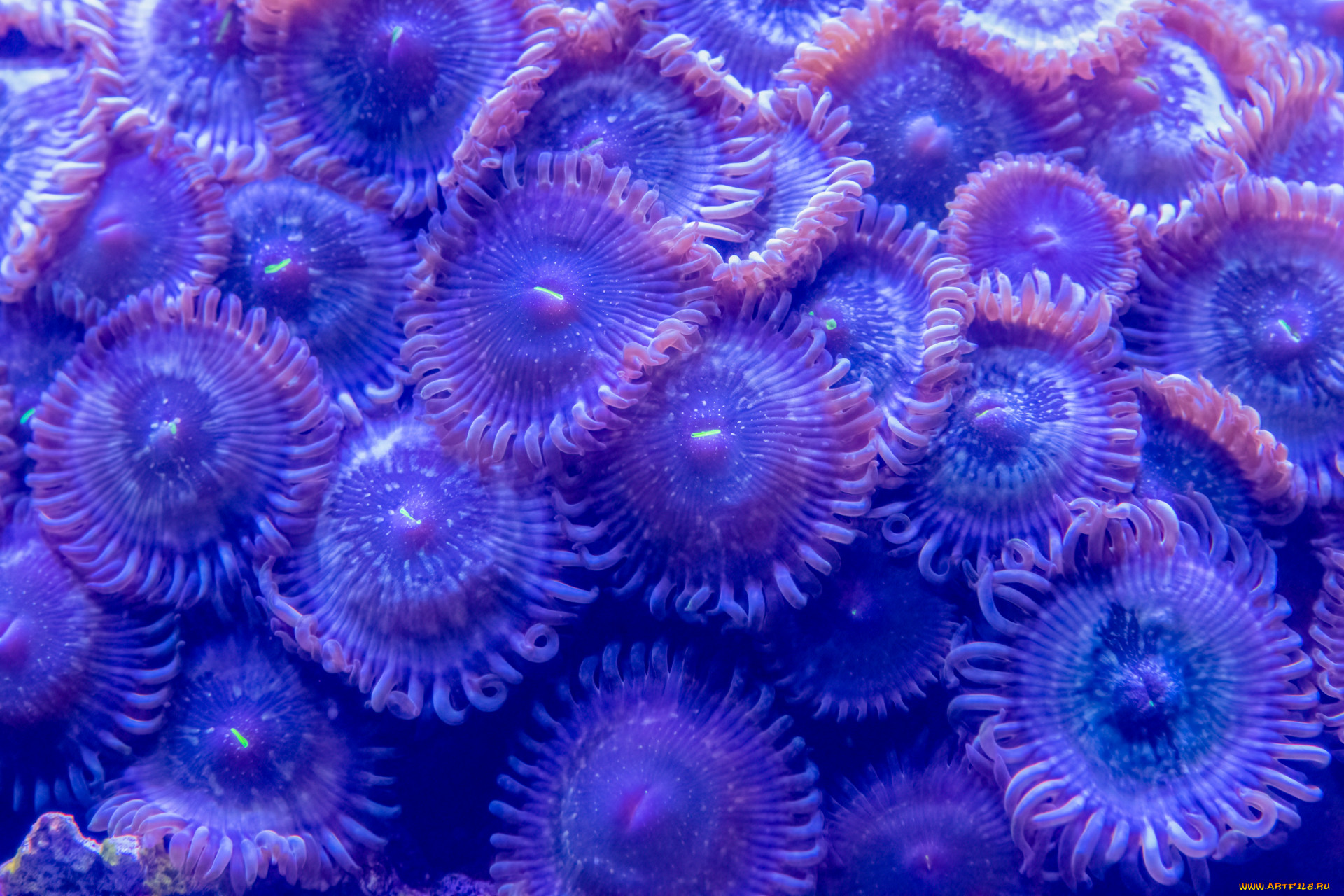 ��������, ������� �����, �������